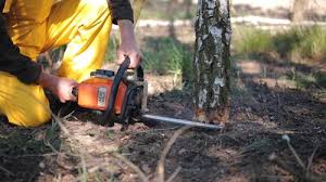 Best Tree and Shrub Care  in Vaville, CA