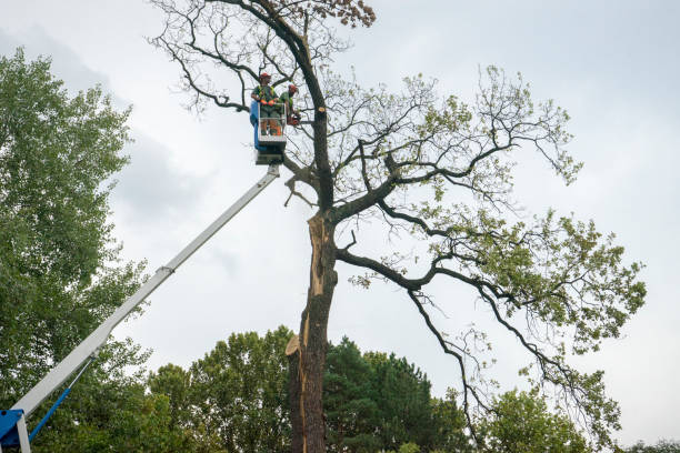 How Our Tree Care Process Works  in  Vacaville, CA